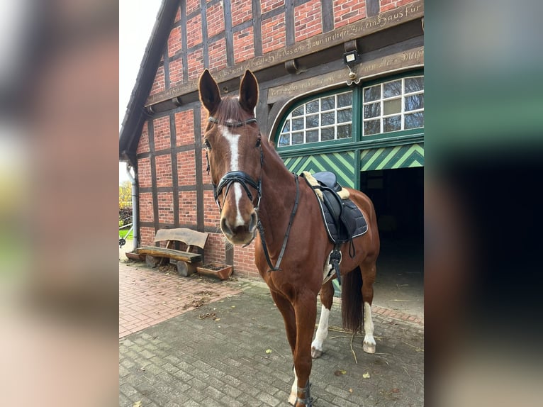 Deutsches Reitpferd Wallach 15 Jahre 180 cm Fuchs in Osnabr&#xFC;ck