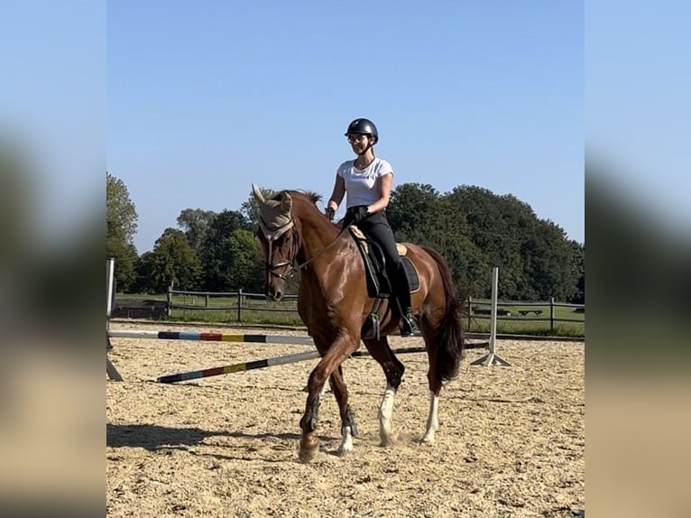 Deutsches Reitpferd Wallach 15 Jahre 180 cm Fuchs in Osnabr&#xFC;ck