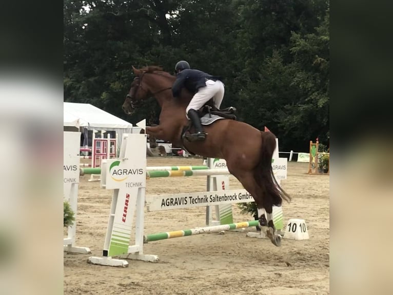 Deutsches Reitpferd Wallach 15 Jahre 180 cm Fuchs in Osnabr&#xFC;ck