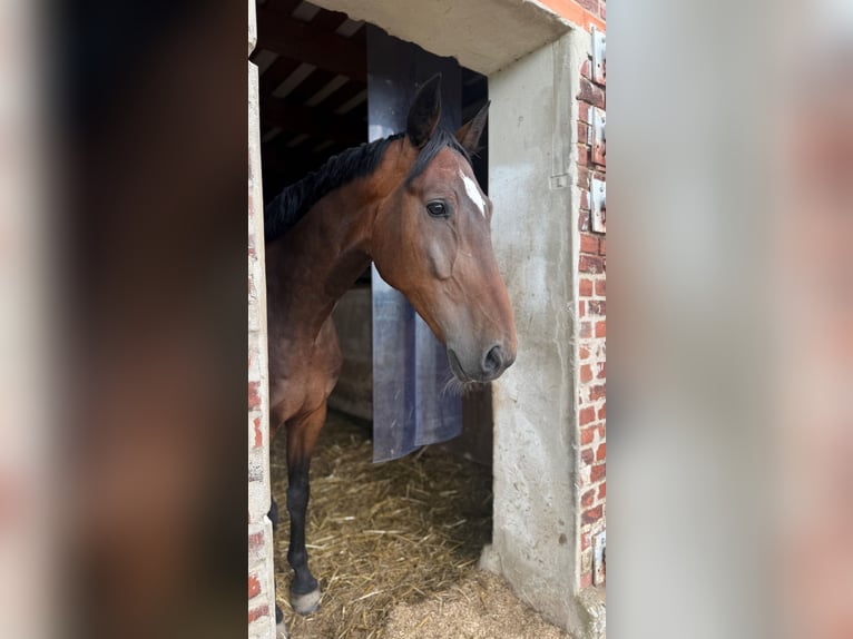 Deutsches Reitpferd Wallach 15 Jahre in Höxter - Fürstenau