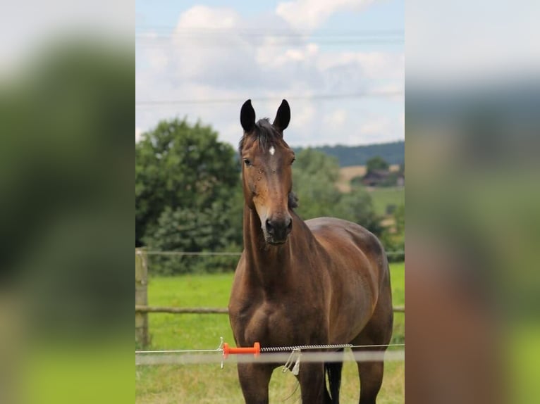 Deutsches Reitpferd Wallach 15 Jahre in Höxter - Fürstenau