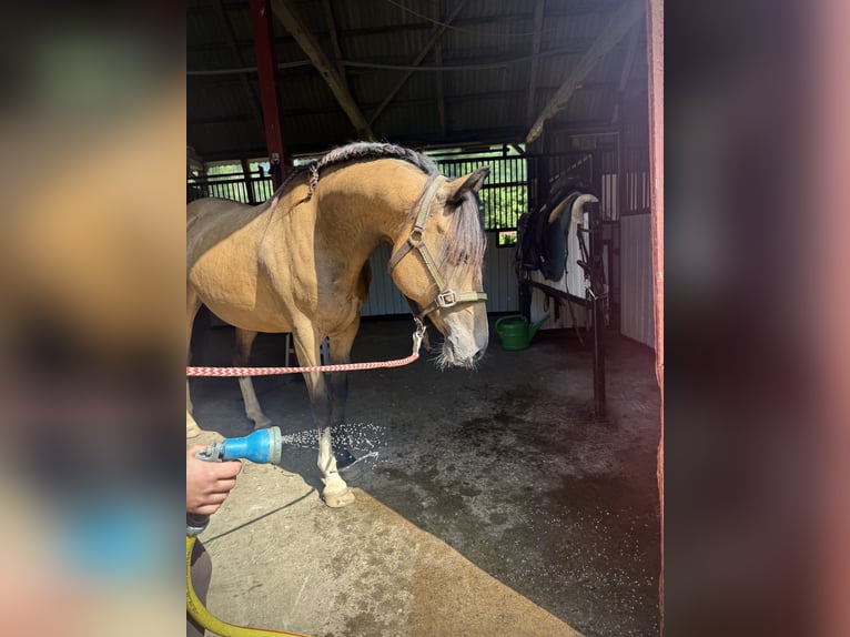 Deutsches Reitpferd Wallach 16 Jahre 142 cm Falbe in Bremerv&#xF6;rde