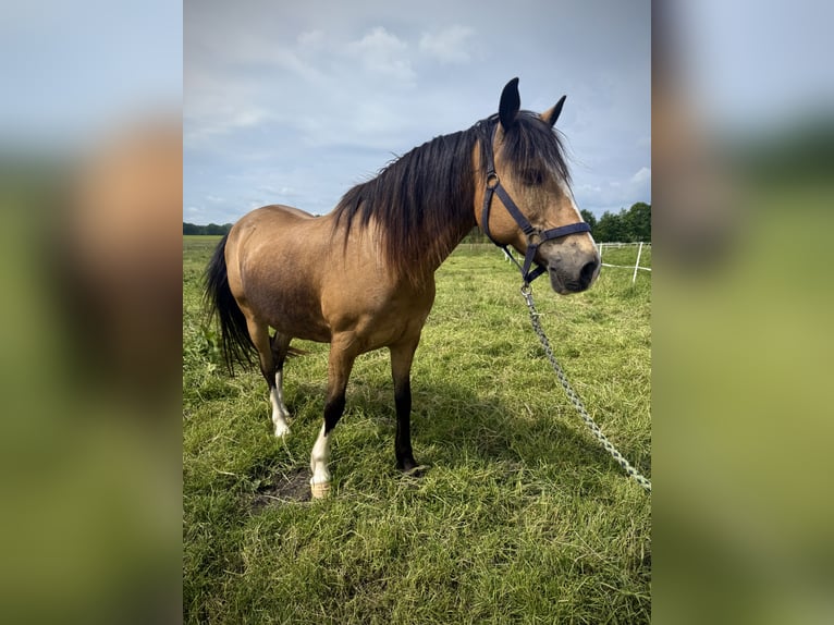 Deutsches Reitpferd Wallach 16 Jahre 142 cm Falbe in Bremerv&#xF6;rde