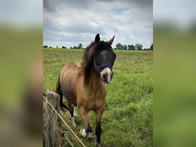 Deutsches Reitpferd Wallach 16 Jahre 142 cm Falbe in Bremerv&#xF6;rde