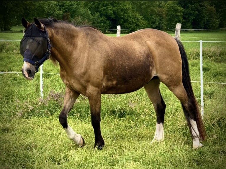 Deutsches Reitpferd Wallach 16 Jahre 142 cm Falbe in Bremerv&#xF6;rde