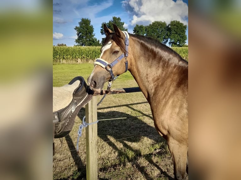 Deutsches Reitpferd Wallach 16 Jahre 142 cm Falbe in Bremerv&#xF6;rde