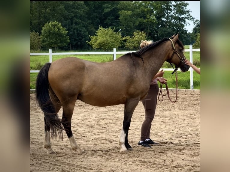 Deutsches Reitpferd Wallach 16 Jahre 142 cm Falbe in Bremerv&#xF6;rde