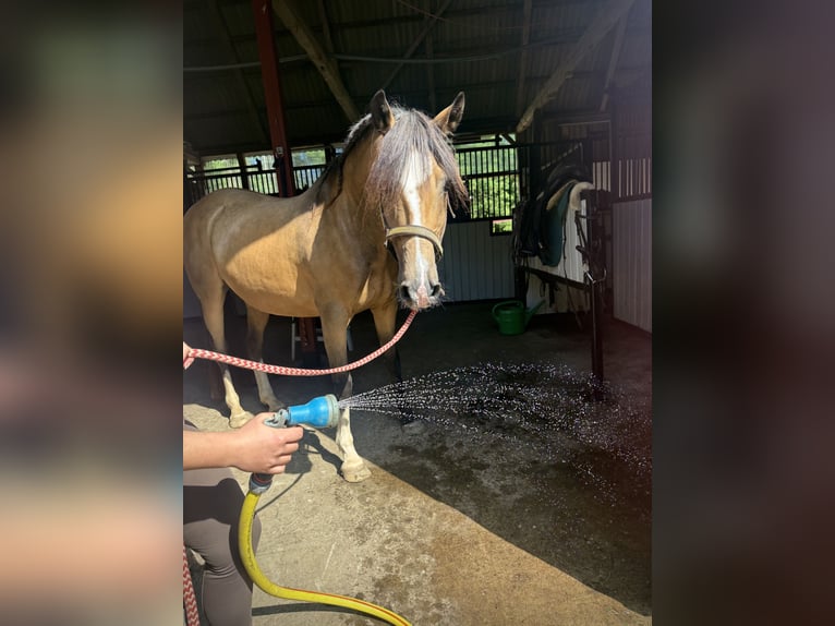 Deutsches Reitpferd Wallach 16 Jahre 142 cm Falbe in Bremerv&#xF6;rde