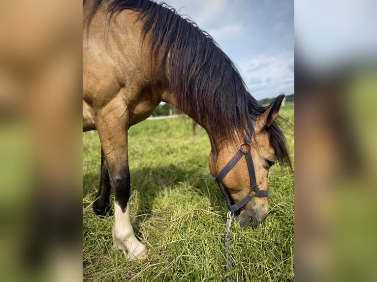 Deutsches Reitpferd Wallach 16 Jahre 142 cm Falbe in Bremerv&#xF6;rde