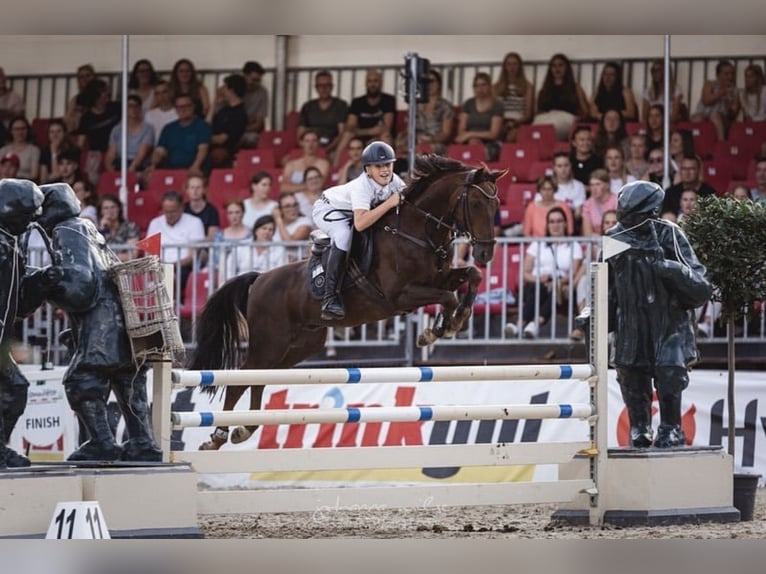 Deutsches Reitpferd Wallach 16 Jahre 146 cm Dunkelfuchs in Mülheim an der Ruhr