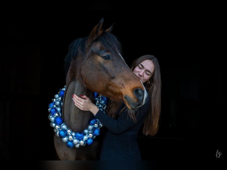 Deutsches Reitpferd Mix Wallach 16 Jahre 150 cm Brauner in Salbitz