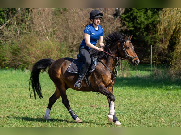 Deutsches Reitpferd Mix Wallach 16 Jahre 150 cm Brauner in Salbitz