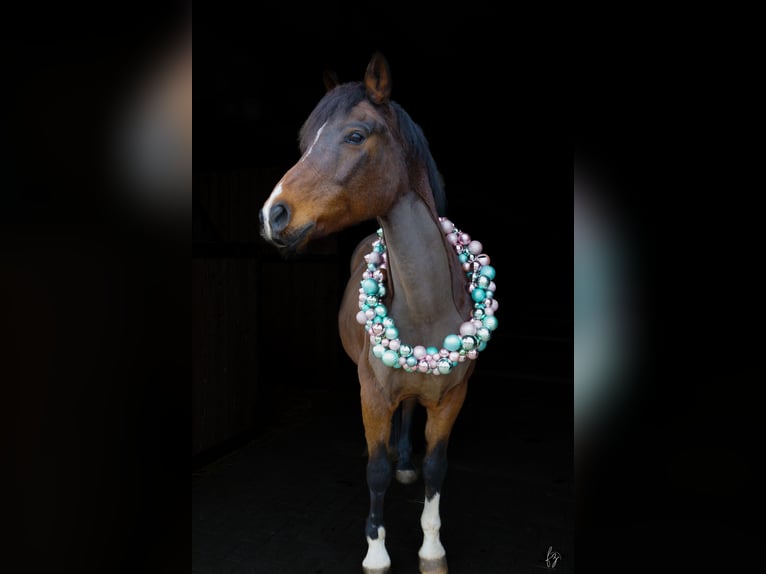 Deutsches Reitpferd Mix Wallach 16 Jahre 150 cm Brauner in Salbitz