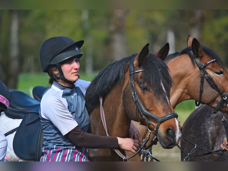 Deutsches Reitpferd Mix Wallach 16 Jahre 150 cm Brauner in Salbitz