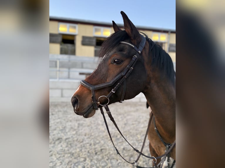 Deutsches Reitpferd Mix Wallach 16 Jahre 150 cm Brauner in Salbitz
