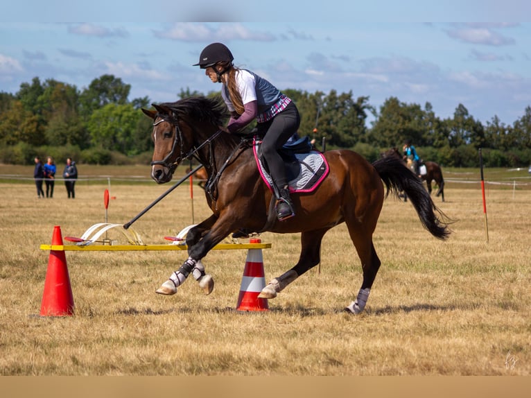 Deutsches Reitpferd Mix Wallach 16 Jahre 150 cm Brauner in Salbitz