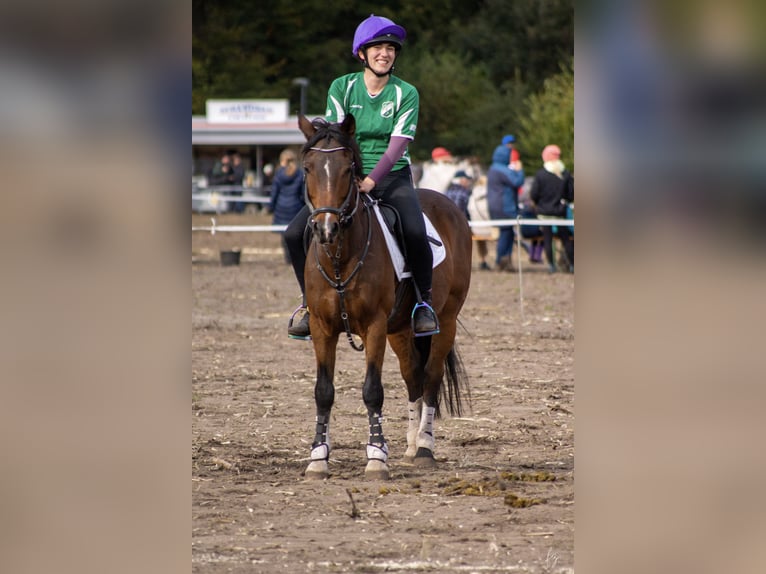 Deutsches Reitpferd Mix Wallach 16 Jahre 150 cm Brauner in Salbitz
