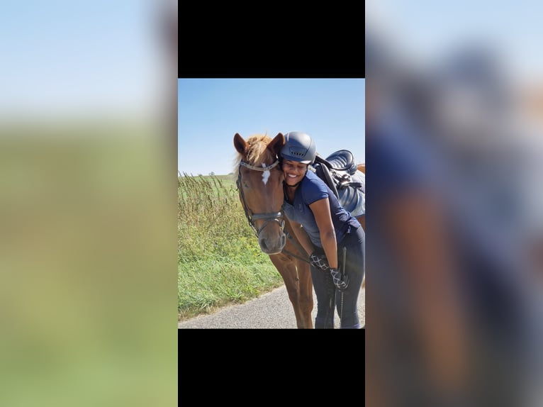 Deutsches Reitpferd Wallach 16 Jahre 150 cm Fuchs in Berlin