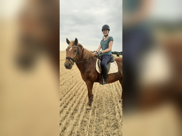 Deutsches Reitpferd Wallach 16 Jahre 150 cm Fuchs in Berlin