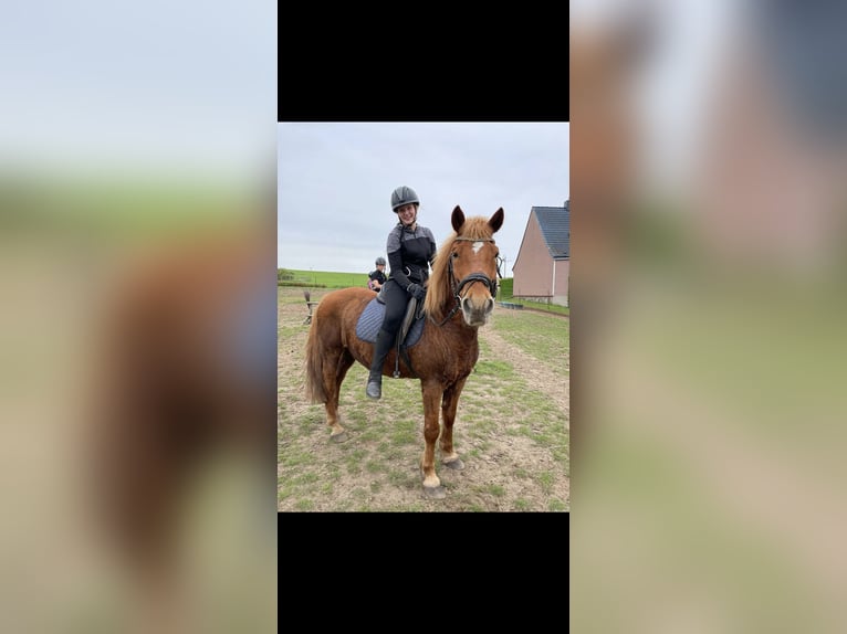 Deutsches Reitpferd Wallach 16 Jahre 150 cm Fuchs in Berlin