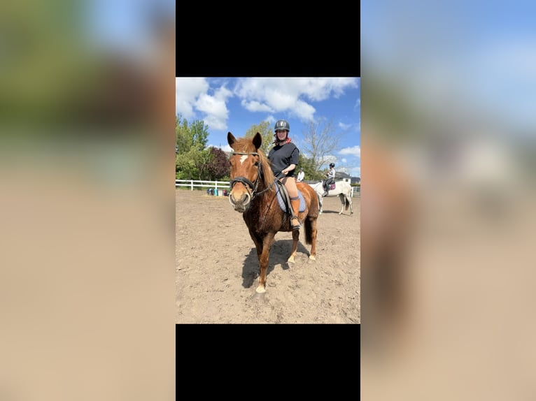 Deutsches Reitpferd Wallach 16 Jahre 150 cm Fuchs in Berlin