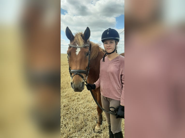 Deutsches Reitpferd Wallach 16 Jahre 150 cm Fuchs in Berlin