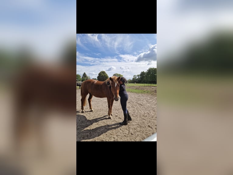 Deutsches Reitpferd Wallach 16 Jahre 150 cm Fuchs in Berlin