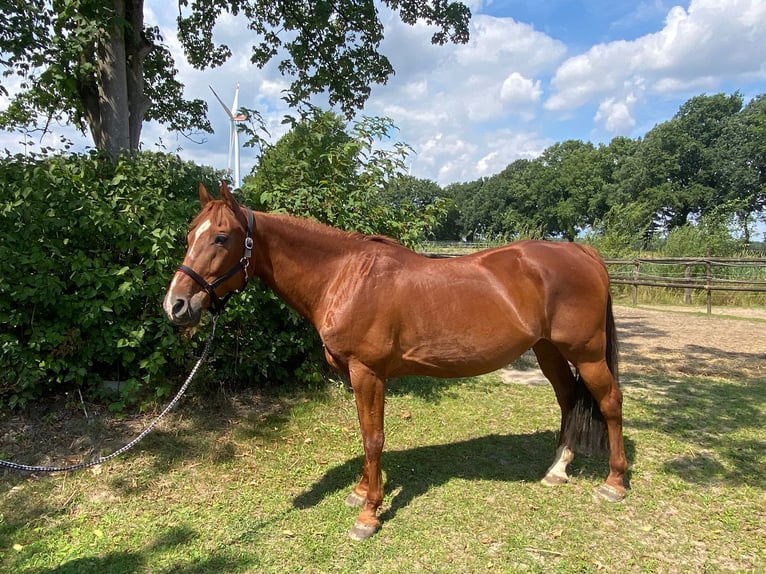 Deutsches Reitpferd Mix Wallach 16 Jahre 160 cm Fuchs in Haltern am See