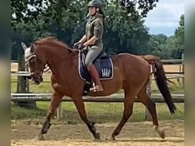 Deutsches Reitpferd Mix Wallach 16 Jahre 160 cm Fuchs in Haltern am See