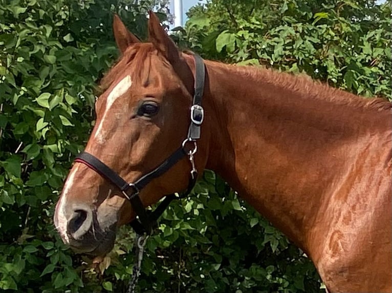 Deutsches Reitpferd Mix Wallach 16 Jahre 160 cm Fuchs in Haltern am See