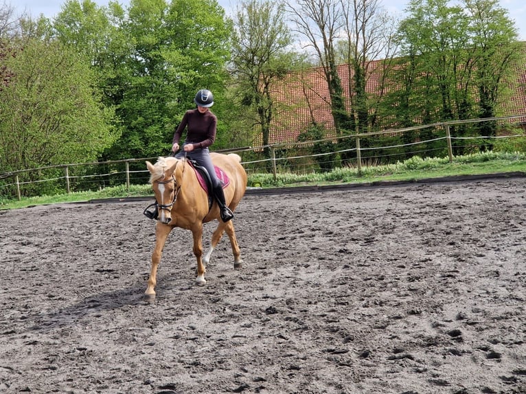 Deutsches Reitpferd Wallach 16 Jahre 164 cm Palomino in Minden