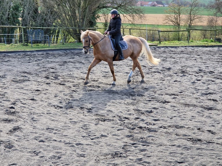 Deutsches Reitpferd Wallach 16 Jahre 164 cm Palomino in Minden