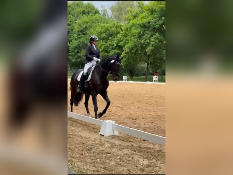 Deutsches Reitpferd Wallach 16 Jahre 166 cm Brauner in Münchberg