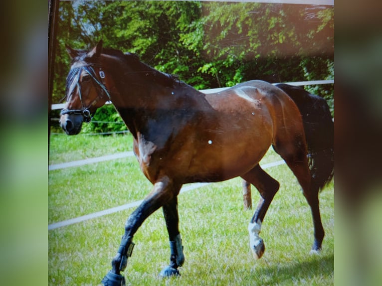 Deutsches Reitpferd Wallach 16 Jahre 166 cm Brauner in Ahrensb&#xF6;k