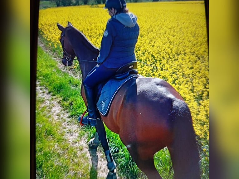 Deutsches Reitpferd Wallach 16 Jahre 166 cm Brauner in Ahrensb&#xF6;k