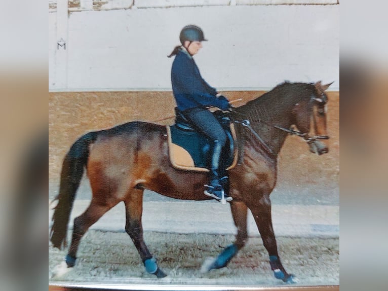Deutsches Reitpferd Wallach 16 Jahre 166 cm Brauner in Ahrensb&#xF6;k