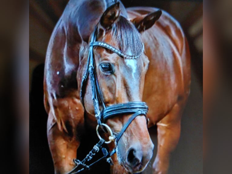 Deutsches Reitpferd Wallach 16 Jahre 166 cm Brauner in Ahrensb&#xF6;k