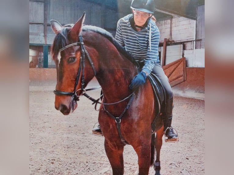 Deutsches Reitpferd Wallach 16 Jahre 166 cm Brauner in Ahrensb&#xF6;k