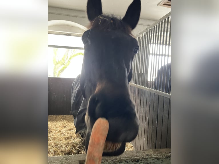Deutsches Reitpferd Wallach 16 Jahre 166 cm Dunkelbrauner in Münchberg