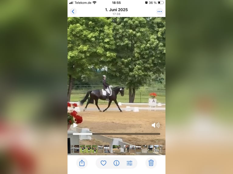 Deutsches Reitpferd Wallach 16 Jahre 166 cm Dunkelbrauner in Münchberg
