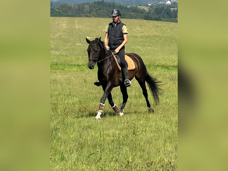 Deutsches Reitpferd Wallach 16 Jahre 168 cm Dunkelbrauner in Blankenheim