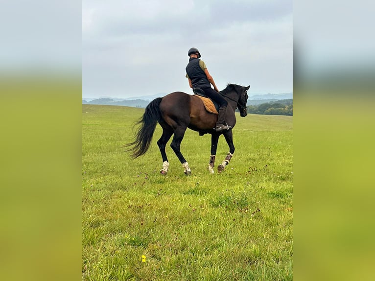 Deutsches Reitpferd Wallach 16 Jahre 168 cm Dunkelbrauner in Blankenheim