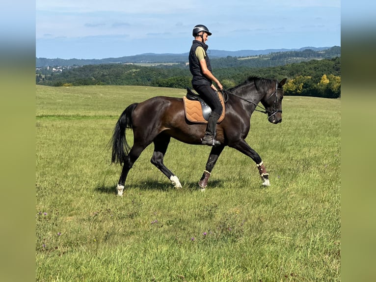 Deutsches Reitpferd Wallach 16 Jahre 168 cm Dunkelbrauner in Blankenheim