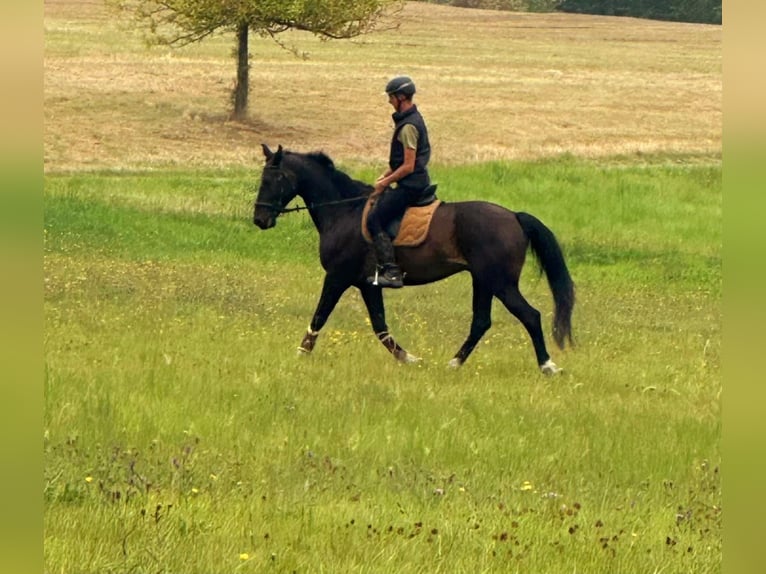 Deutsches Reitpferd Wallach 16 Jahre 168 cm Dunkelbrauner in Blankenheim