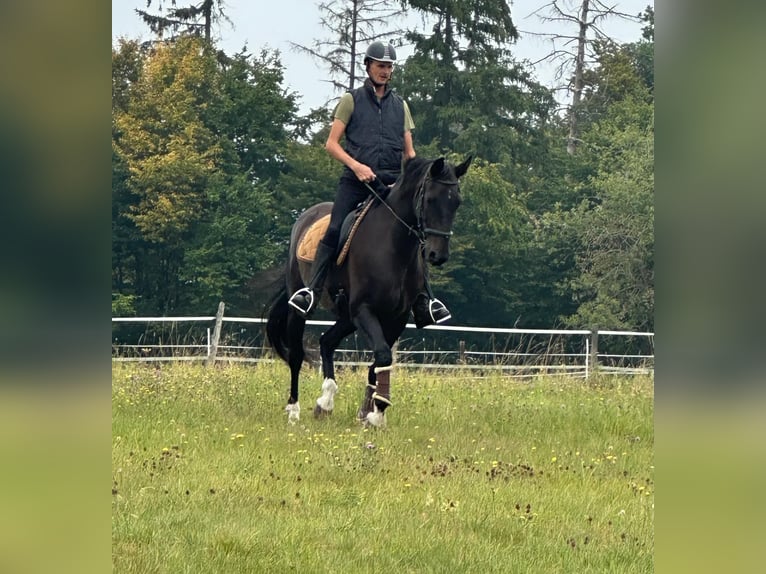 Deutsches Reitpferd Wallach 16 Jahre 168 cm Dunkelbrauner in Blankenheim
