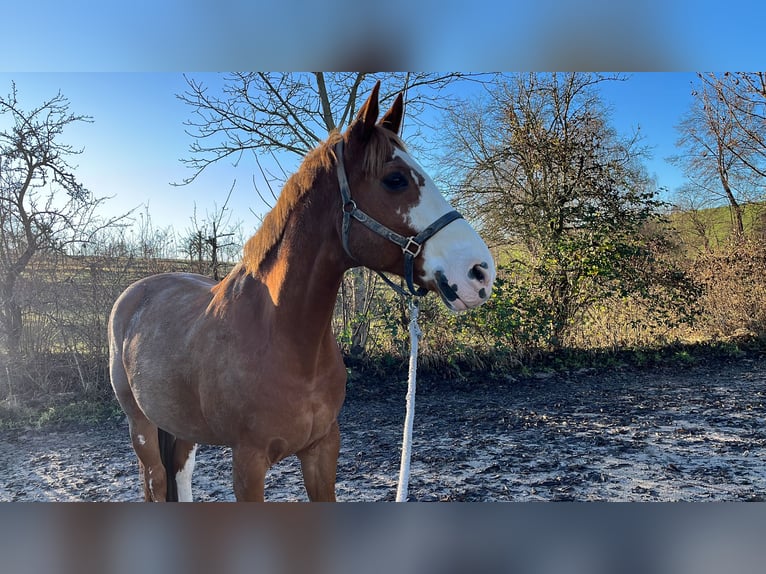 Deutsches Reitpferd Wallach 16 Jahre 170 cm in Bruchsal