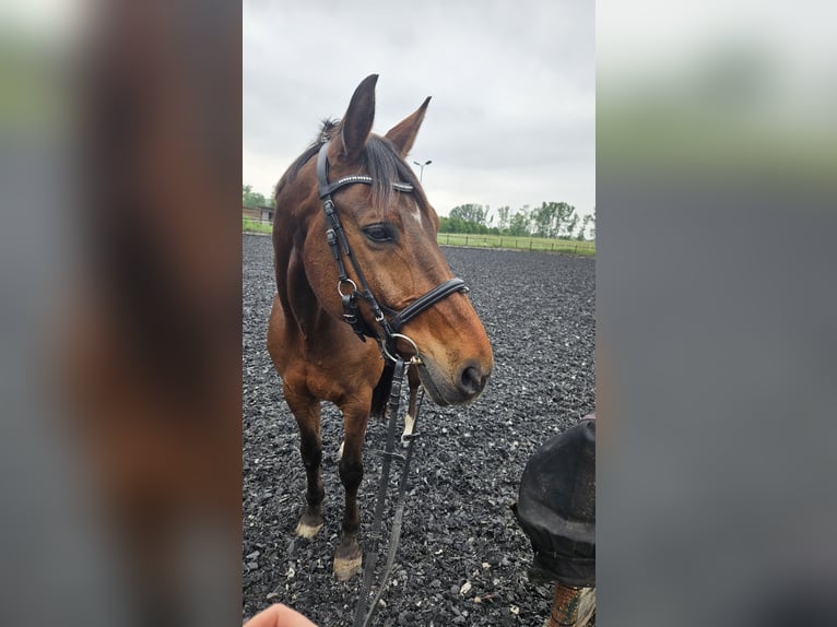 Deutsches Reitpferd Wallach 16 Jahre 171 cm Brauner in Taucha