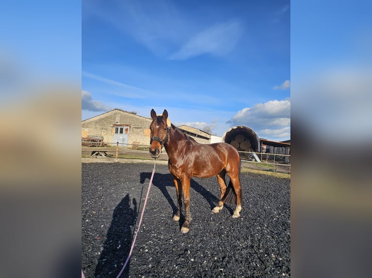 Deutsches Reitpferd Wallach 16 Jahre 171 cm Brauner in Taucha