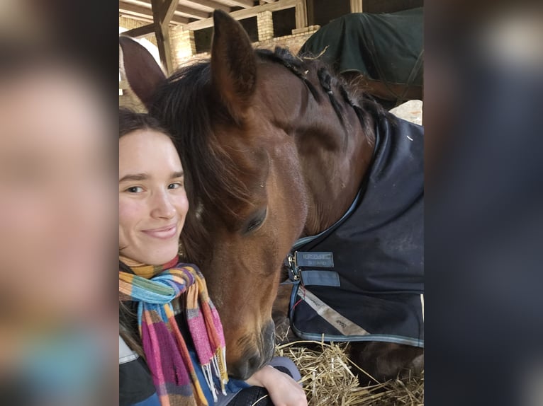Deutsches Reitpferd Wallach 16 Jahre 171 cm Brauner in Taucha