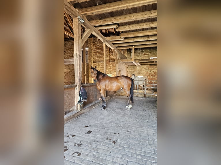 Deutsches Reitpferd Wallach 16 Jahre 171 cm Brauner in Taucha